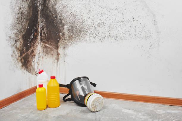Best Toxic Mold Removal  in Grover Beach, CA