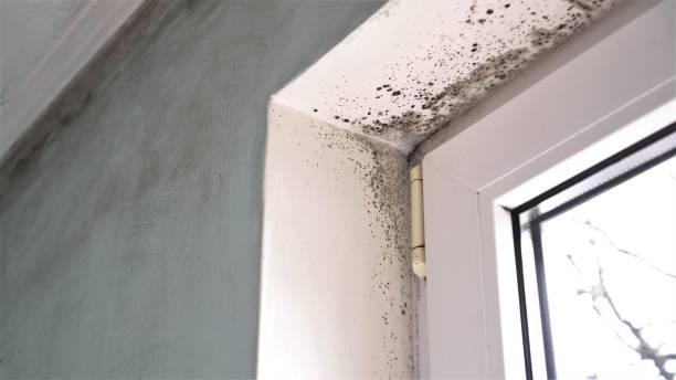 Best Crawl Space Mold Removal  in Grover Beach, CA