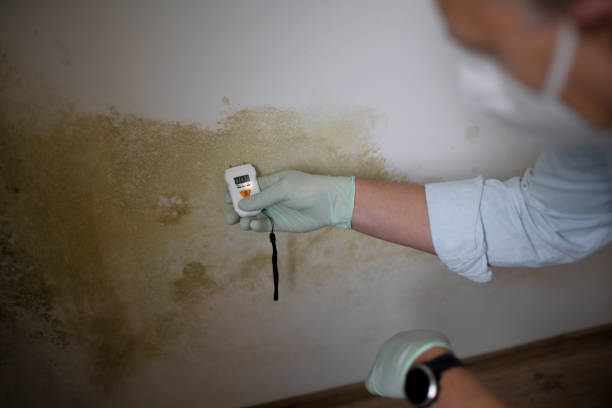 Attic Mold Removal in Grover Beach, CA