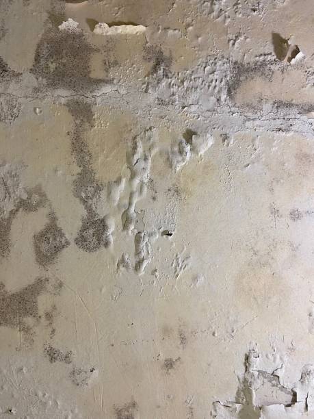 Best Mold Cleaning Services  in Grover Beach, CA